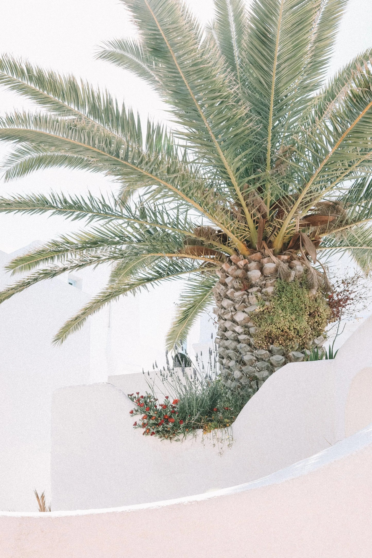 Grande Palm- Mykonos Greek Island Palm Print Carla & Joel Photography