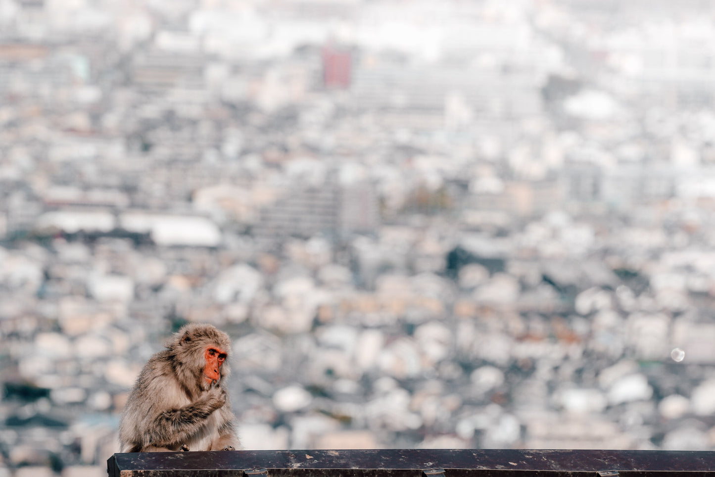 Yugen- Monkey Kyoto Urban Japan Landscape Print Carla & Joel Photography