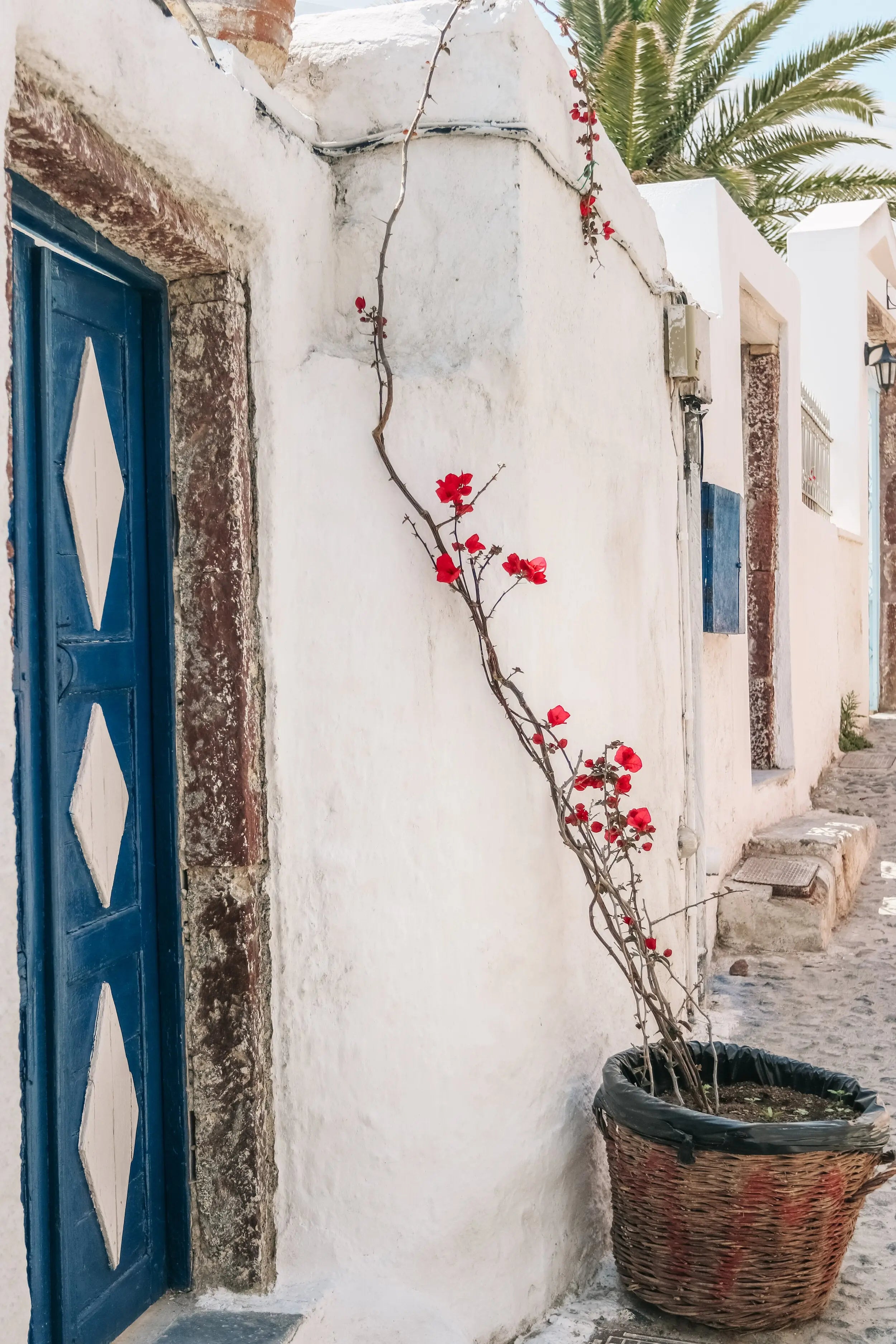 Bougainvillea - Santorini Greek Island Print Carla & Joel Photography