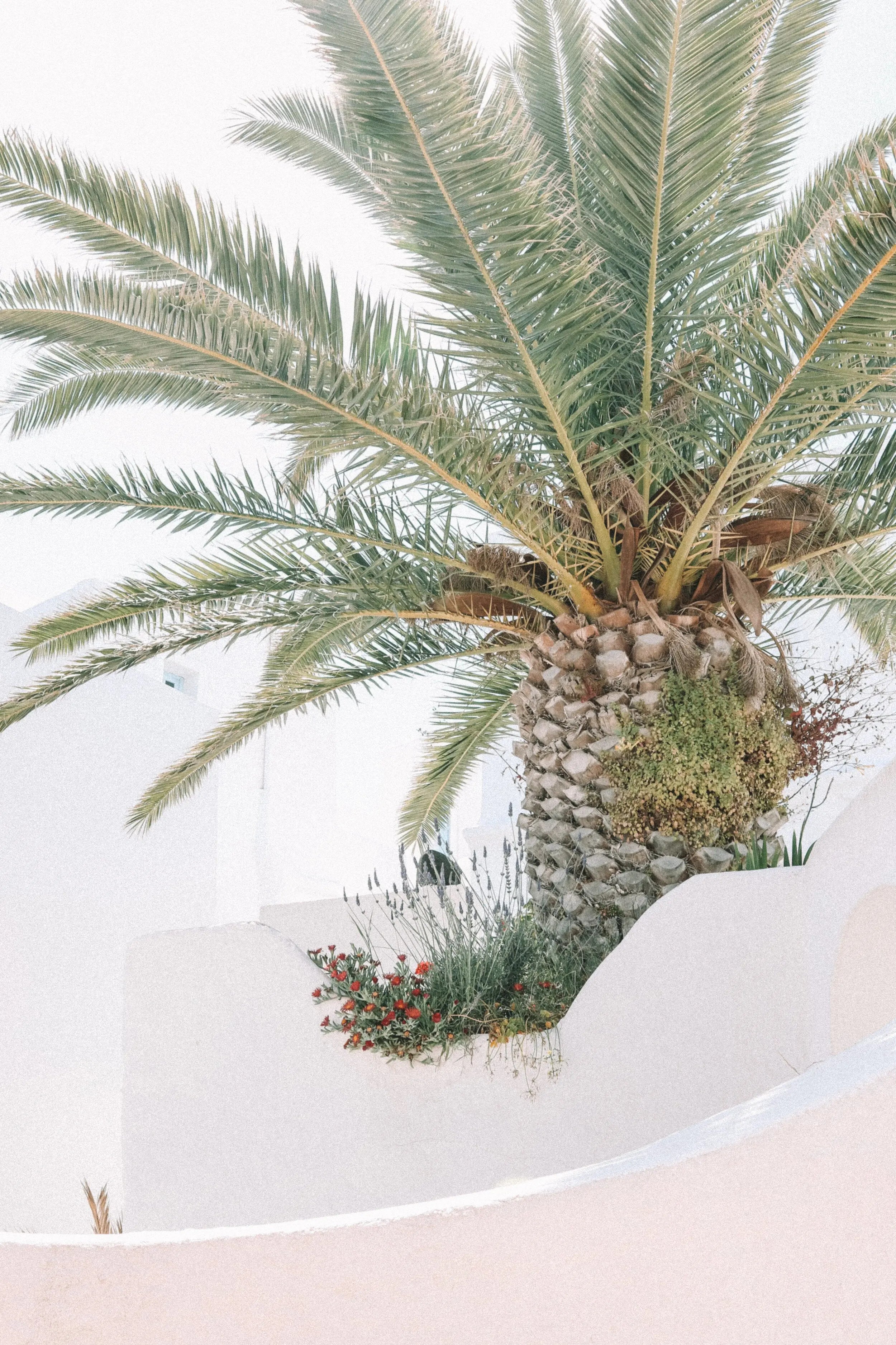 Grande Palm- Mykonos Greek Island Palm Print Carla & Joel Photography