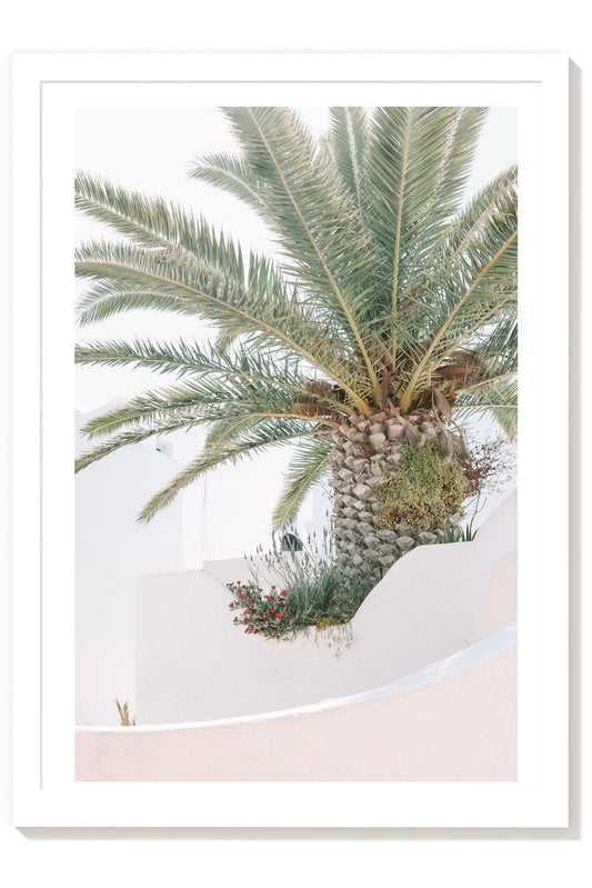 Grande Palm- Mykonos Greek Island Palm Print Carla & Joel Photography